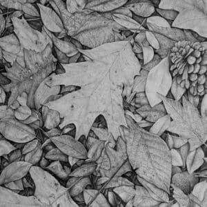 A black and white photo of leaves on the ground.