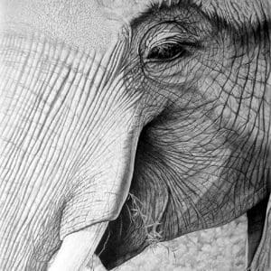 A close up of an elephant 's face with its trunk hanging down.