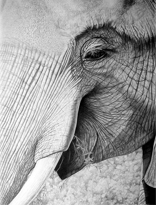 A close up of an elephant 's face with its trunk hanging down.