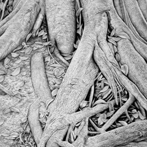 A black and white photo of some roots.
