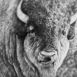 A close up of the head and face of an animal.