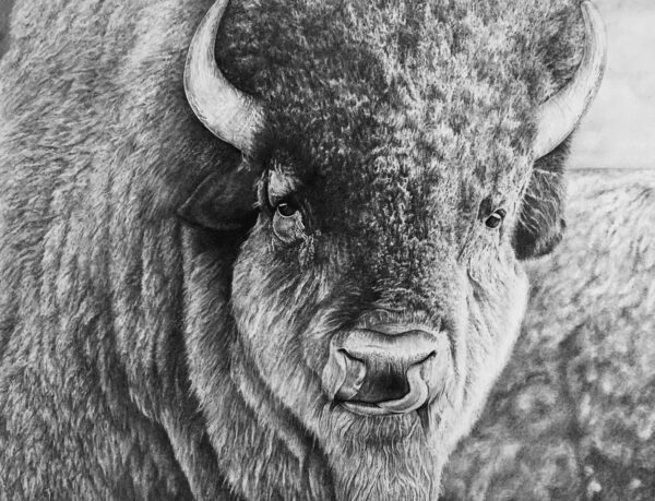 A close up of the head and face of an animal.