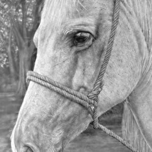 A horse with a rope around its neck.