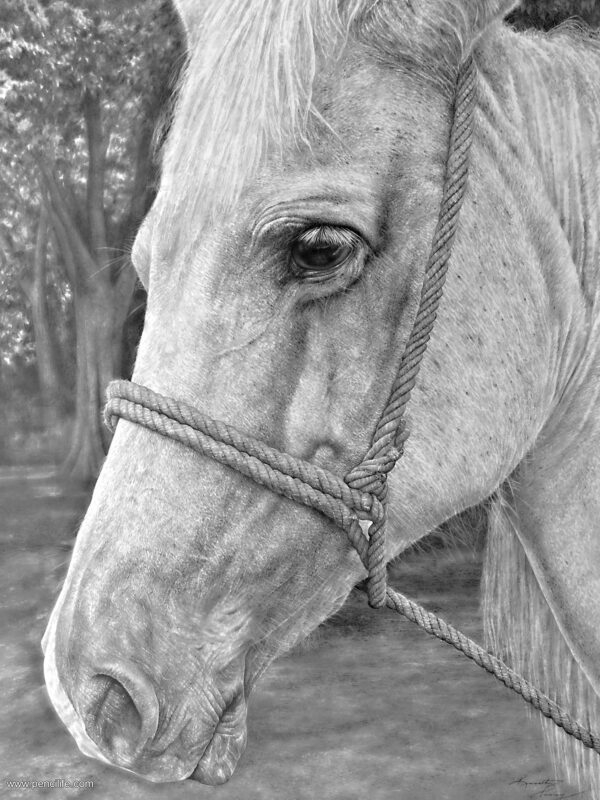 A horse with a rope around its neck.
