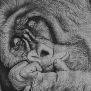 A gorilla is curled up in the middle of his sleep.