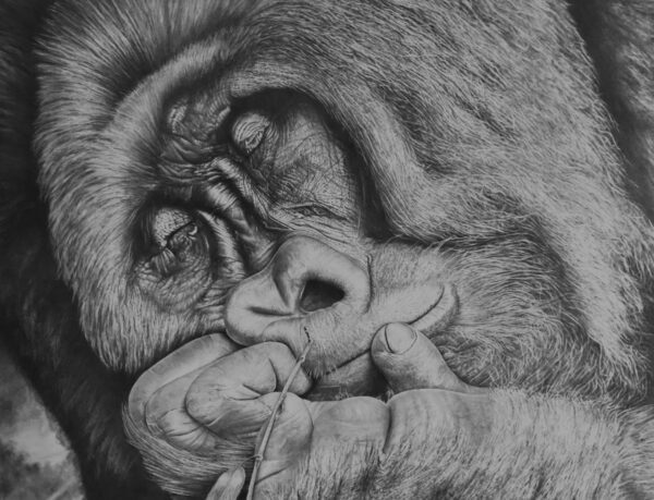 A gorilla is curled up in the middle of his sleep.