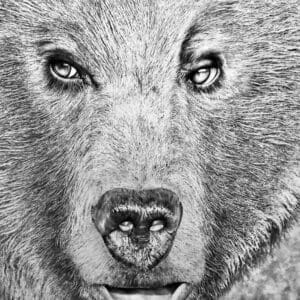 A black and white photo of a bear 's face.