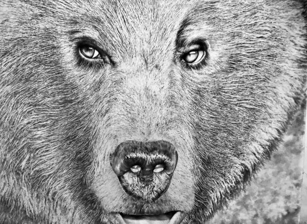 A black and white photo of a bear 's face.