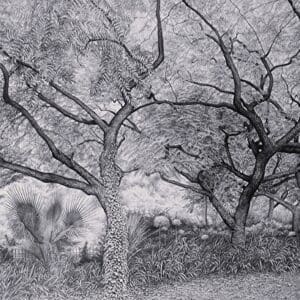 A black and white photo of trees in the woods.